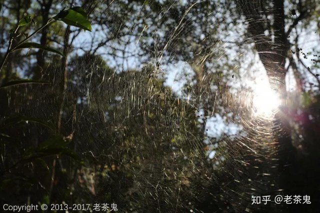 茶叶里会有寄生虫吗，茶叶会有虫卵吗 