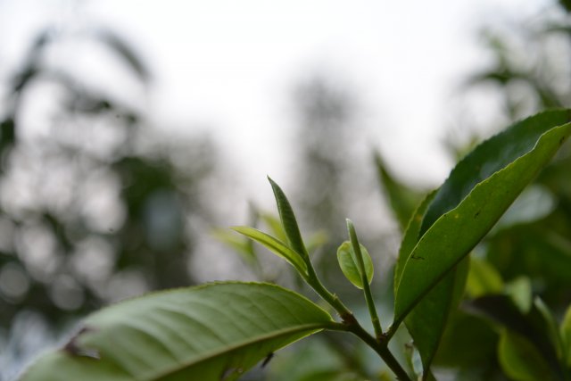 茶叶的种类「茶叶的种类与好处」 