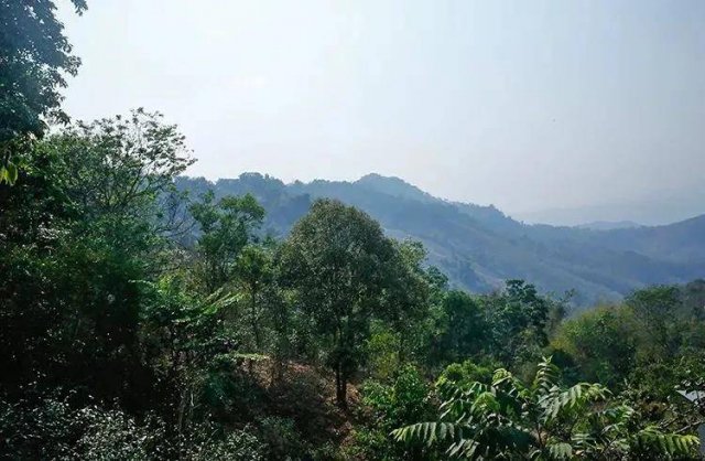 普洱茶六大茶山是哪几个山头的，普洱茶六大茶山 