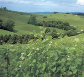 Matakana Estate-马塔卡纳酒庄